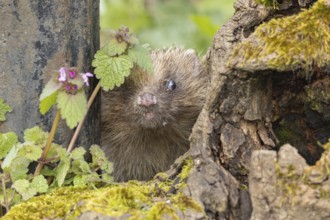 European hedgehog (Erinaceus europaeus) adult animal in a garden, England, United Kingdom