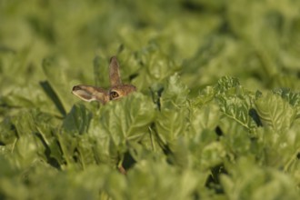 European brown hare (Lepus europaeus) adult animal in a farmland sugar beet crop in summer,