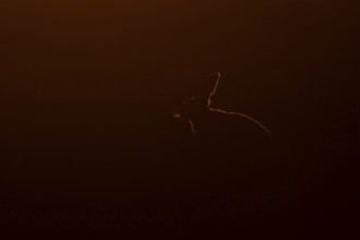 European brown hare (Lepus europaeus) adult animal rim lit from backlighting in a farmland field at