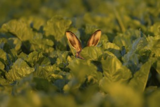 European brown hare (Lepus europaeus) adult animal in a farmland sugar beet field, England, United