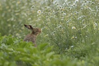 European brown hare (Lepus europaeus) adult animal on the edge of a farmland sugar beet field next