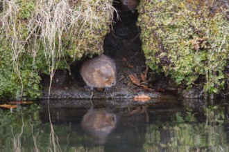 Water vole (Arvicola amphibius) adult animal emerging from a river bank, England, United Kingdom