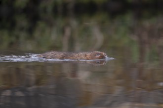 Water vole (Arvicola amphibius) adult animal swimming across a river, England, United Kingdom