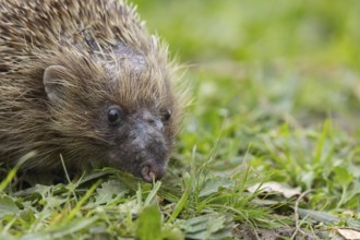 European hedgehog (Erinaceus europaeus) adult animal on a garden grass lawn, England, United