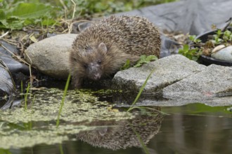 European hedgehog (Erinaceus europaeus) adult animal drinking at a garden pond, England, United