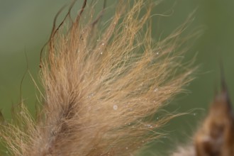 Red squirrel (Sciurus vulgaris) adult animal close up of its bushy tail, England, United Kingdom