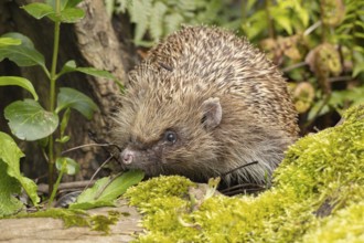 Harry-85491 European hedgehog (Erinaceus europaeus) adult animal in a garden, England, United