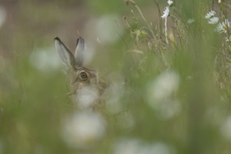 European brown hare (Lepus europaeus) adult animal in long grass with Oxeye daisy flowers in