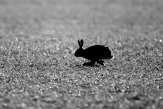 European brown hare (Lepus europaeus) silhouette of an adult animal running across a farmland