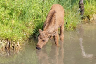 A Moose calf (Alces alces) stands in a shallow stream drinking