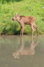 A moose calf (Alces alces) walks along the bank of a shallow stream on a sunny day in search of