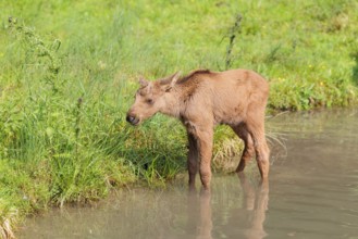 A moose calf (Alces alces) walks along the bank of a shallow stream on a sunny day in search of