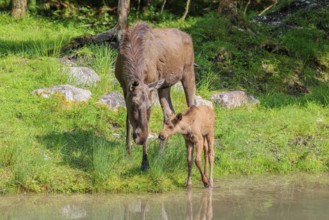 A moose calf and its mother (Alces alces) walk along the bank of a shallow stream on a sunny day in
