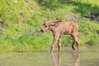 A Moose calf (Alces alces) walks in a shallow stream on a sunny day