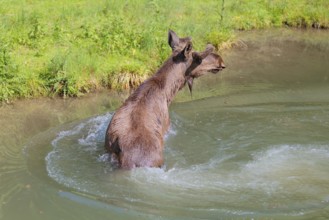 An aggressive bull moose (Alces alces) crosses a stream with splashing water on a sunny day