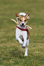 Beagle with branch in mouth jumps across meadow, Switzerland
