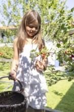 Girl picking redcurrants or currants, Ribes Rubum, Upper Bavaria, Bavaria, Germany