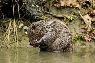 Eurasian beaver, European beaver (Castor fibre), cleaning its face, Canton Zug, Switzerland