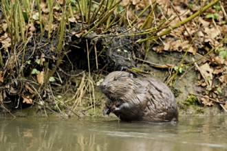 Eurasian beaver, European beaver (Castor fibre), sitting in water, Canton Zug, Switzerland
