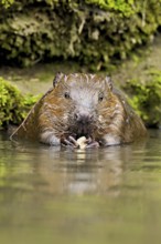 Eurasian beaver, European beaver (Castor fibre), eating an acorn in the water, Canton Zug,