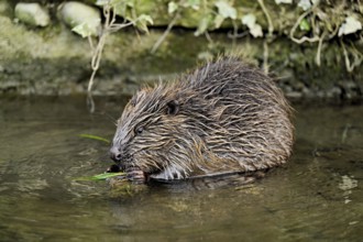 Eurasian beaver, European beaver (Castor fibre), eating grass in the water, Canton Zug, Switzerland