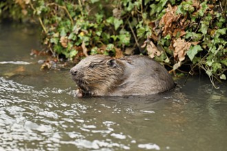 Eurasian beaver, European beaver (Castor fibre), eating an acorn in the water, Canton Zug,