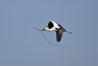 White stork (Ciconia ciconia), with nesting material in its beak in flight, Canton Aargau,