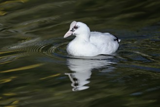 Eurasian Coot (Fulica atra), leucistic, partly albino, swimming, Lake Zug, Switzerland