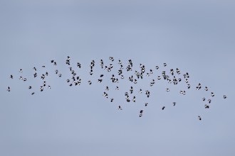 A group of lapwings (Vanellus vanellus) in flight, Flachsee, Canton Aargau, Switzerland