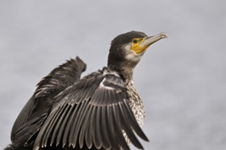 Cormorant (Phalacrocorax carbo), Switzerland