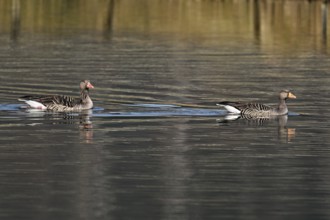 Two greylag geese (Anser anser), swimming on the Flachsee, Canton Aargau, Switzerland