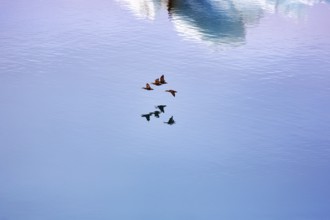 Flock of birds flying over JökulsÃ¡rlÃ³n glacier lagoon, Jökulsarlon, glacial lake, HornafjörÃ°ur,