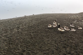 White-fronted geese or barnacle geese (Branta leucopsis), JökulsÃ¡rlÃ³n glacier lagoon,