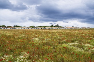Flower wild meadow from a drone
