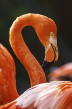 American flamingo, Phoenicopterus ruber, group of birds