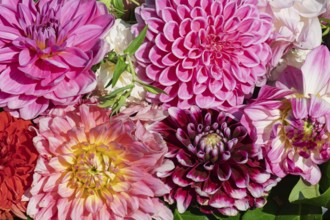 Colourful dahlia blossoms, Dahlia, MÃ¼nsterland, North Rhine-Westphalia, Germany