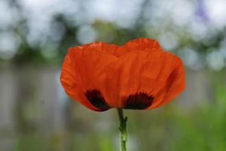 Bright red poppy flower in front of blurred background, delicate petals and green stem in focus,