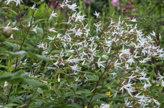 Gillenia trifoliata (Gillenia trifoliata), MÃ¼nsterland, North Rhine-Westphalia, Germany