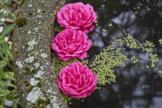 Rose blossoms floating in a pool of water, MÃ¼nsterland, North Rhine-Westphalia, Germany