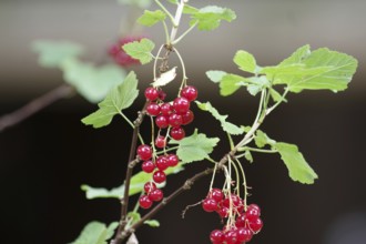 Redcurrant (Ribes rubrum), berries, fresh, the ripe fruits hang on the bush