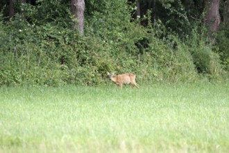 Roe deer (Capreolus capreolus), female, meadow, forest, summer, landscape, Germany, A single doe