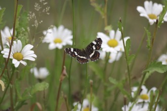 Land carat (Araschnia levana), summer generation, open wings, daisies, garden, flowering, The