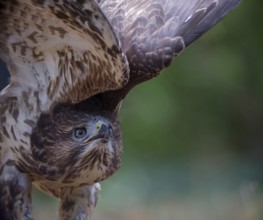 Buzzard taking off, Berlin, Germany