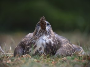 Buzzard playing with pine cones, Berlin, Germany