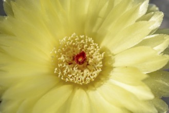 In a woestijnachtige omgeving bloeit een gele cactusbloem. The opvallende felrode stamper stands in