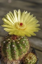 Een cactusplant in de zon bloeit met een heldere gele bloem en een klein rood hart. The cactus is