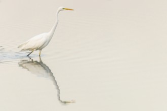 Een elegante witte reiger staat kniehoog in het rustige water, zijn reflectie zichtbaar op het