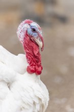 Een witte kalkoen staat in het veld. The bird has a blue, round head and a long, round neck. Het