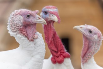 Three kalkoenen met witte veren en roze hoofden staan dicht bij elkaar. Bas Rhin, Alsace, France