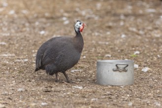 Een grote, gevlekte Helmguinea staat rechtop in een buitenruimte. There is a silver-coloured metal